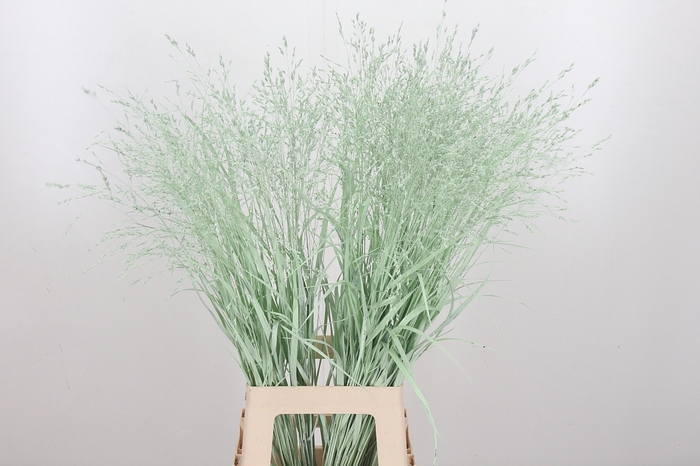 <h4>Panicum Kl Bh Mint Groen</h4>