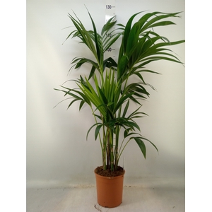 Howea forsteriana