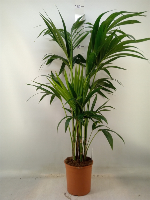 <h4>Howea forsteriana</h4>