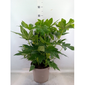 Fatsia japonica