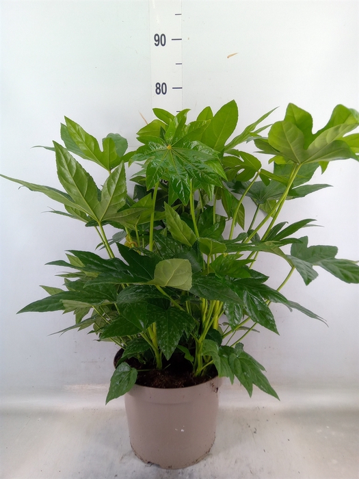 <h4>Fatsia japonica</h4>