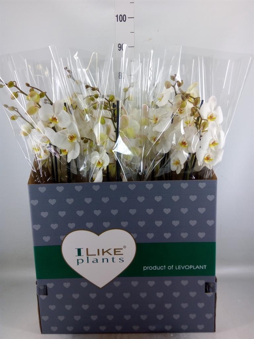 <h4>Phalaenopsis   ...white</h4>