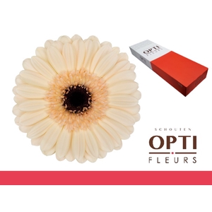 Germini Mindset Doos