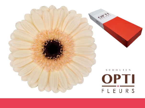 <h4>Germini Mindset Doos</h4>