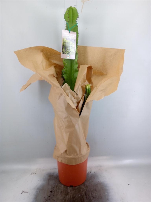 <h4>Euphorbia   ...</h4>