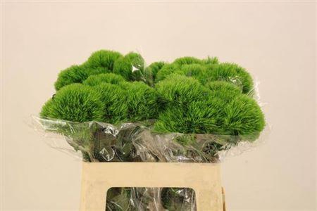 <h4>Di Barb Kiwi Mellow</h4>