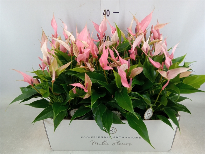 <h4>Anthurium andr. 'Lilli'</h4>