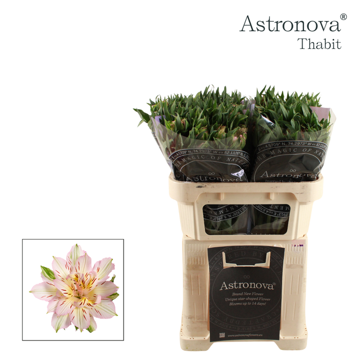 <h4>Alstroemeria Astronova Thabit</h4>