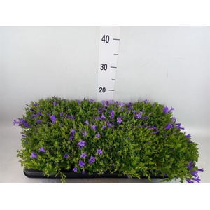 Campanula porten. 'Kris'