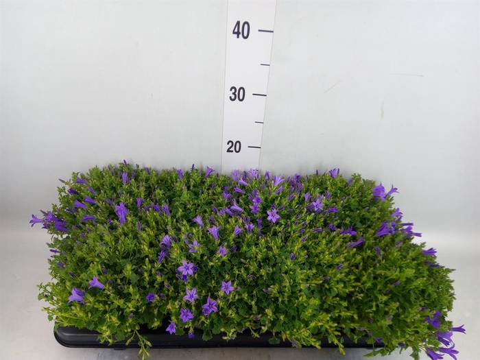 <h4>Campanula porten. 'Kris'</h4>