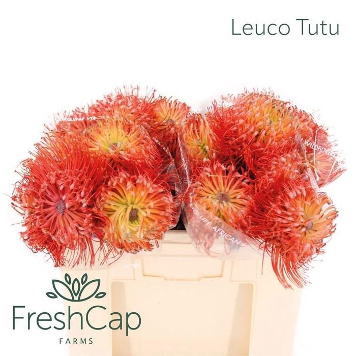 <h4>LEUCO CO ITO</h4>