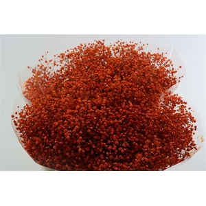 Gyps Grof Orange (dip)