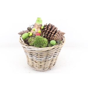 arr4 Amaryllis MB - Kubu mand 968/2