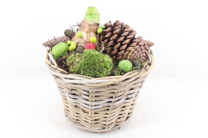 <h4>arr4 Amaryllis MB - Kubu mand 968/2</h4>