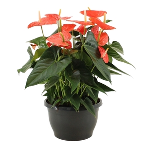 Anthurium Prince of Orange in Marly plastic bowl