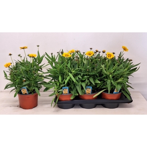 CORE GRANDIFLORA