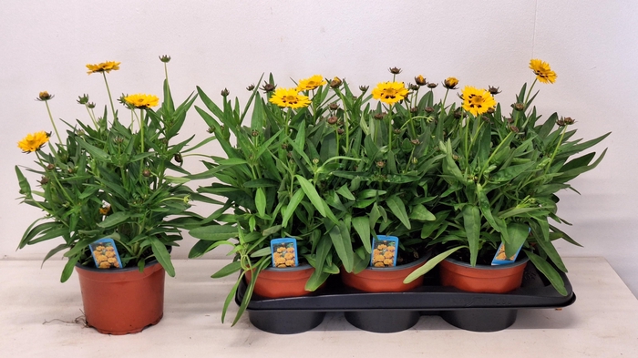 <h4>CORE GRANDIFLORA</h4>