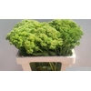 SEDUM HERBSTFREUDE NATURE FRIENDLY