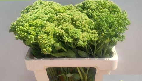 SEDUM HERBSTFREUDE NATURE FRIENDLY