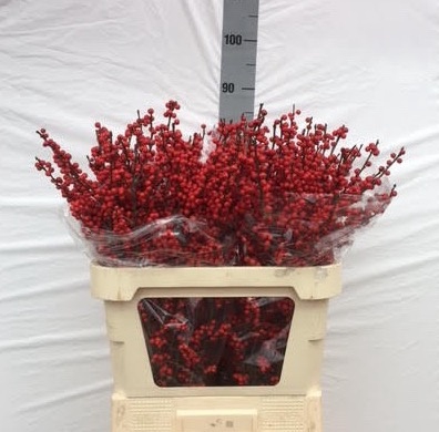 <h4>ILEX VE RODE BES</h4>