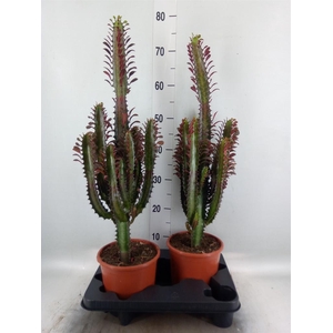 Euphorbia trigona 'Rubra'