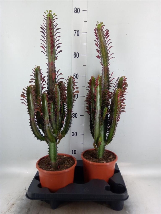 <h4>Euphorbia trigona 'Rubra'</h4>