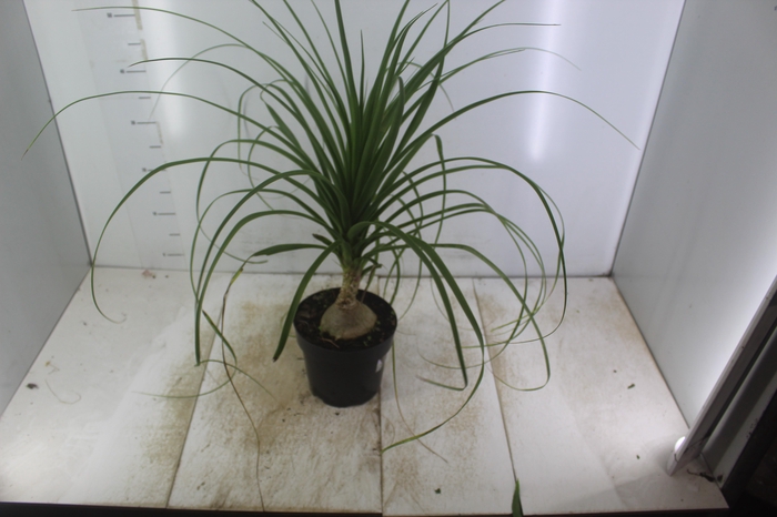 <h4>BEAUCARNEA P17</h4>