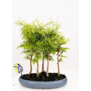 Bonsai