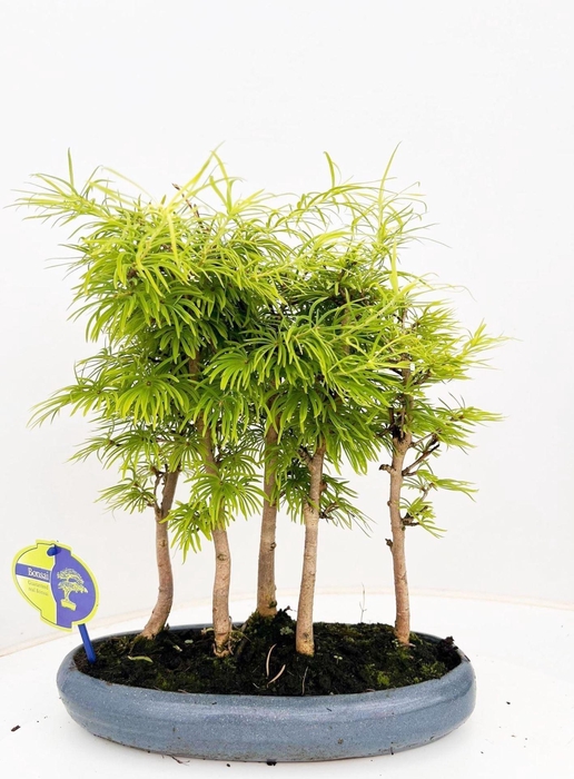 <h4>Bonsai</h4>