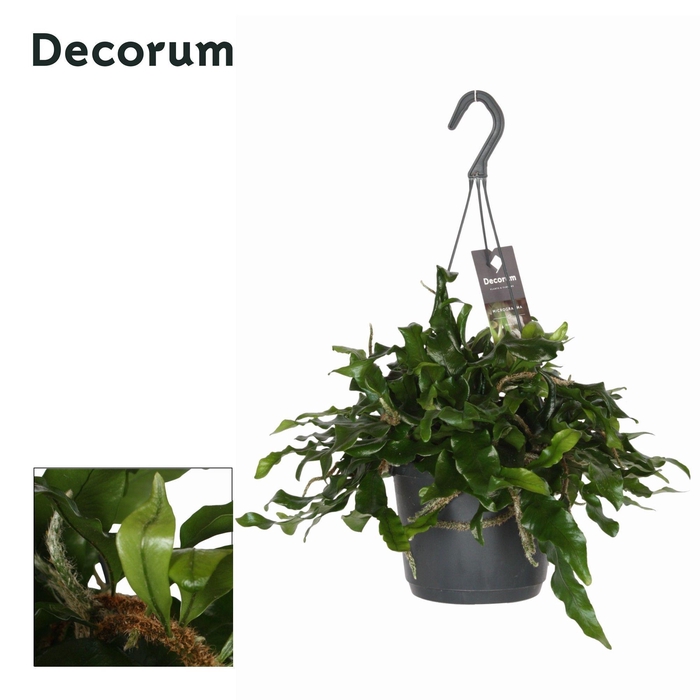 Microgramma nitida Monkeyhill NEW