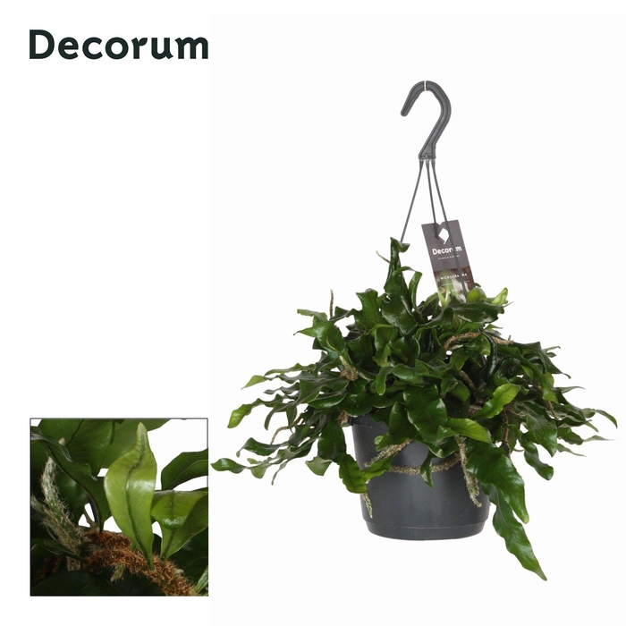 <h4>Microgramma nitida Monkeyhill</h4>