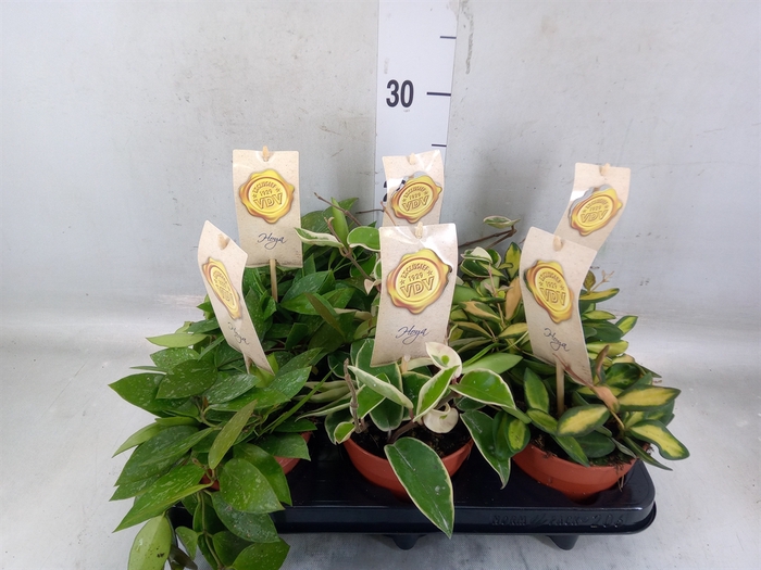 <h4>Hoya carnosa</h4>