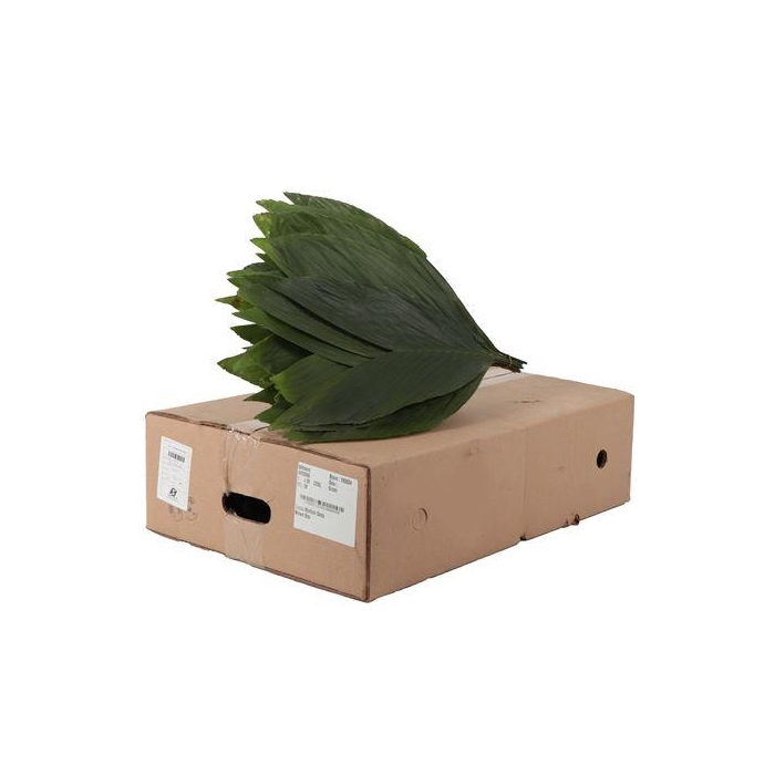 <h4>COCOS MEDIUM (BOX)</h4>