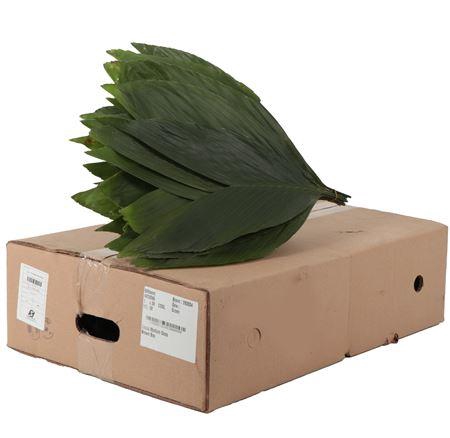 <h4>COCOS MEDIUM (BOX)</h4>