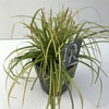 Carex Evercolor Eversheen