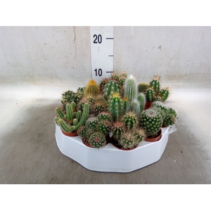 Cactus   ...mix
