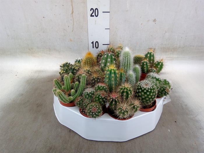 <h4>Cactus   ...mix</h4>