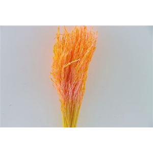 Dried Artz Rice Grass Gaugain Bunch Slv