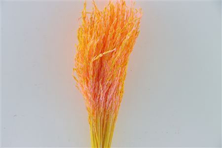 Dried Artz Rice Grass Gaugain Bunch Slv