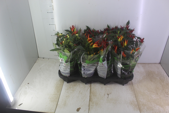 <h4>PIMENTA P14</h4>