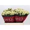 Hypericum Cool Romance