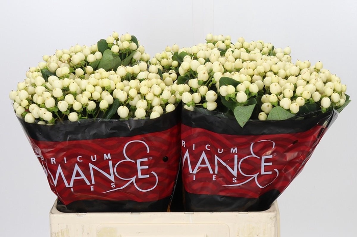 Hypericum Cool Romance