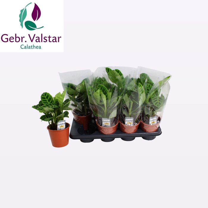 <h4>CALAT ZEBRINA</h4>