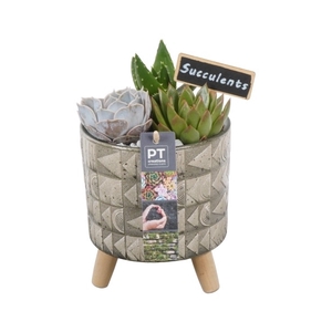 PTSU8481 Arrangement Succulenten in keramiek pot op houten voet