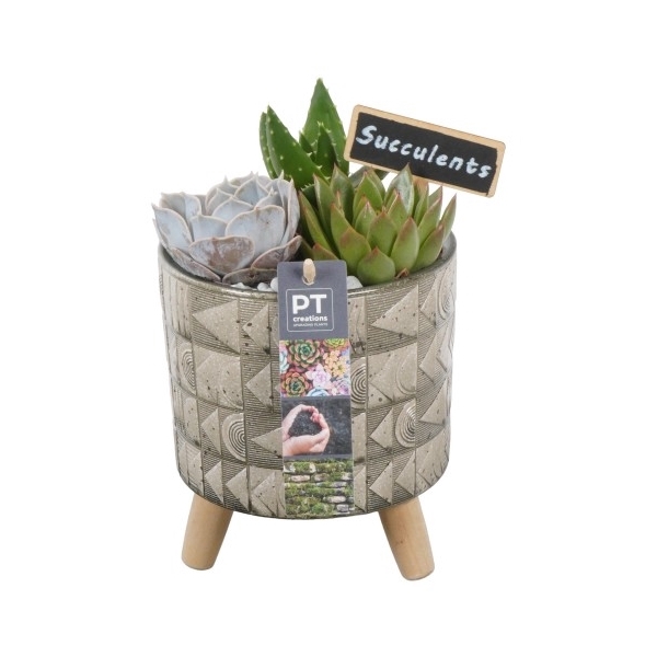 <h4>PTSU8481 Arrangement Succulenten in keramiek pot op houten voet</h4>