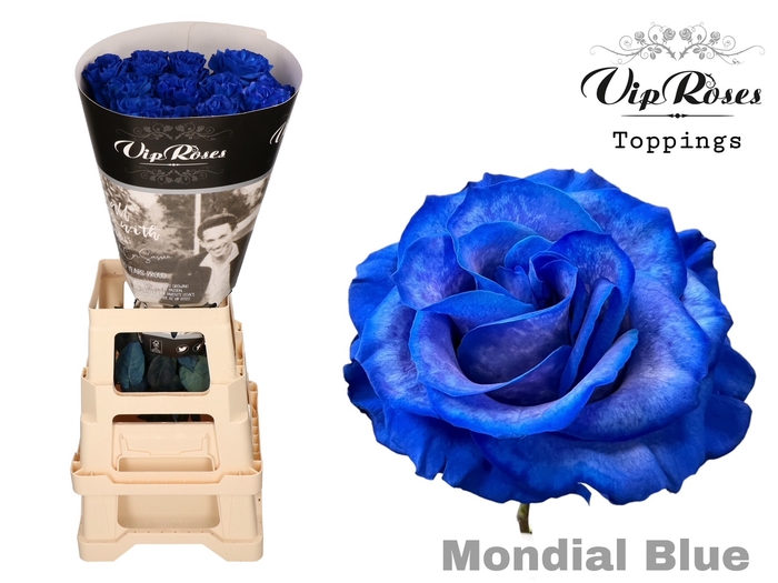 <h4>R Gr Blue Mondial Blue</h4>