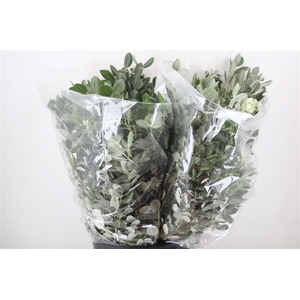 Pittosp Ralphi Leaves 200gr P Bunch