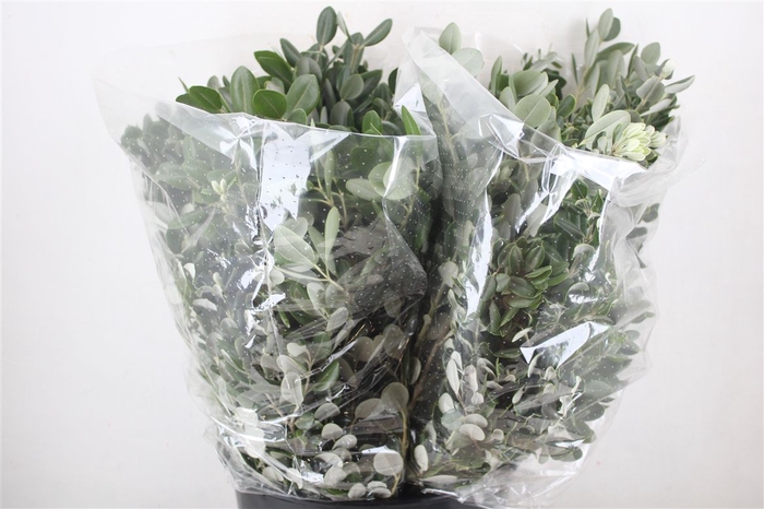 <h4>Pittosp Ralphi Leaves 200gr P Bunch</h4>