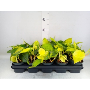 Philodendron scand. 'Brasil'