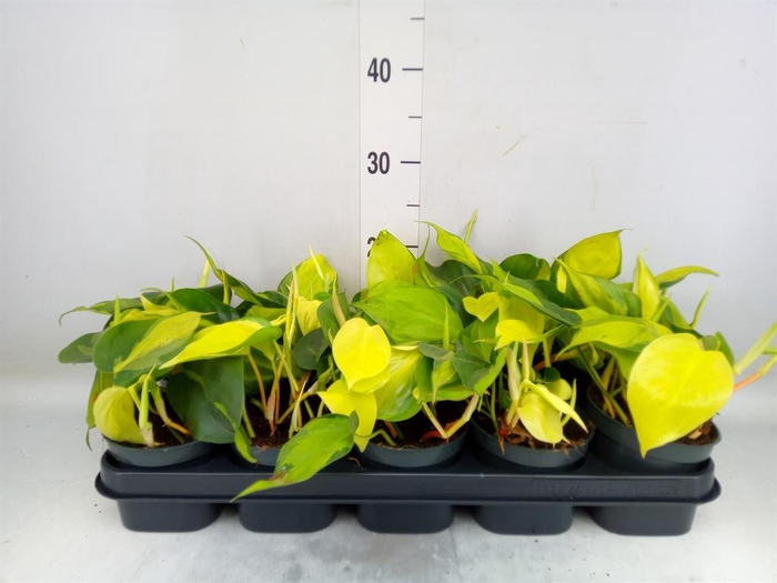 <h4>Philodendron scand. 'Brasil'</h4>